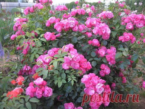 СОРТА И ХАРАКТЕРИСТИКИ САДОВЫХ РОЗ | Самоцветик