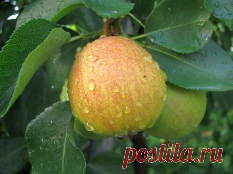 Бабульки рулят!)