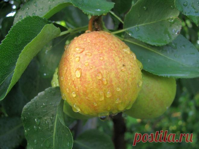 Бабульки рулят!)