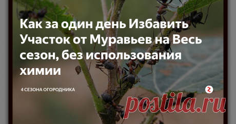 Как за один день Избавить Участок от Муравьев на Весь сезон,  без использования химии Если Вы решили встать на "тропу войны" с этими маленькими прожорами и победить, то используйте этот простой, но эффективный способ...