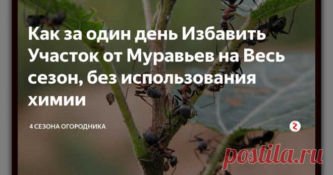Как за один день Избавить Участок от Муравьев на Весь сезон,  без использования химии Если Вы решили встать на 