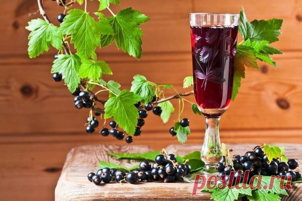 Вино из черной смородины в домашних условиях: простой рецепт с фото | Рецепты с фото