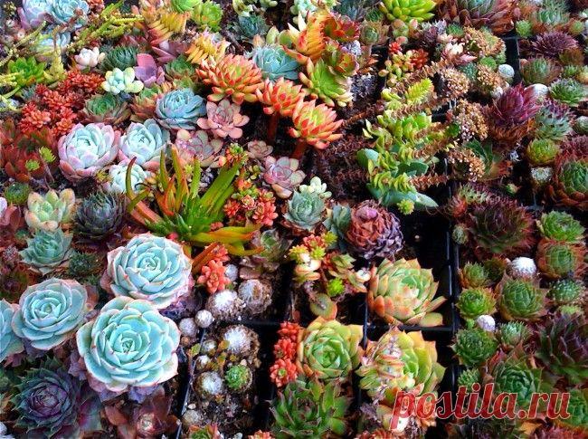 Суккуленты (50 фото): чудные растения, привыкшие к засухе