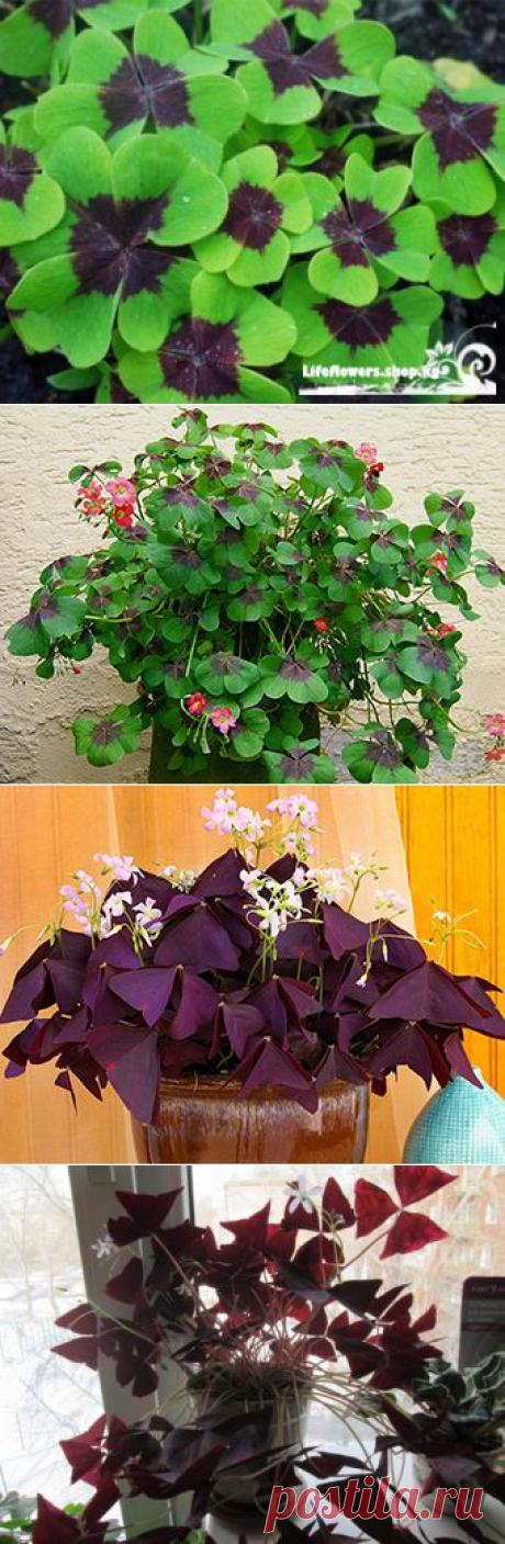 КИСЛИЦА - комнатное растение | Наш уютный дом