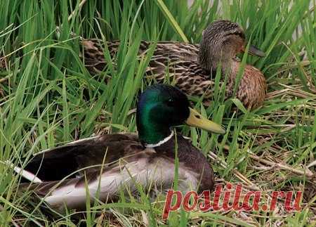 Охота на уток в летне-осенний сезон Охота на уток разрешается обычно с первой половины августа. К этому времени почти весь молодняк уже поднимается на крыло. Утиные выводки продолжают еще держаться в зарослях хвоща, тростника и других крепях. Поэтому в первые дни открытия охота на уток производится с подхода или подъезда к ним на лодке на вылетку. Во второй половине августа утки начинают совершать массовые перелеты на кормежку во время вечерних зорь. Обратно на места дневок они возвращаются…