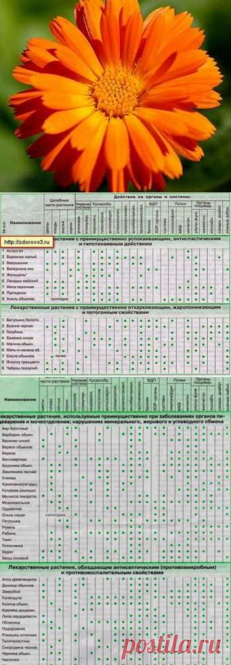 Полезные советы | Лекарственные растения (лечение заболеваний) | Полезные советы