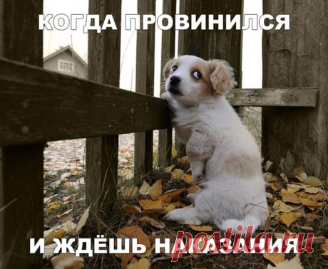 Приколы