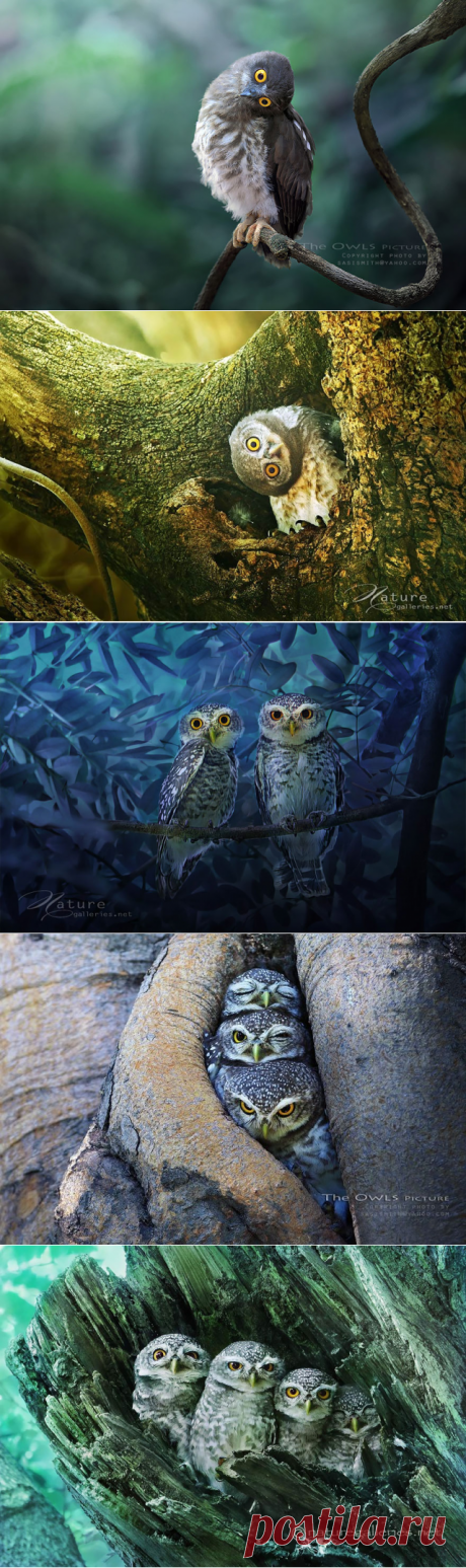 Когда совы – источник вдохновения | Фотоискусство