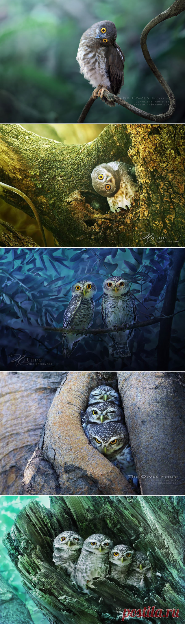 Когда совы – источник вдохновения | Фотоискусство