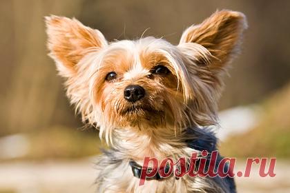 Собака ударила хозяйку лапой и спасла от смертельной болезни. В Великобритании собака породы йоркширский терьер ударила хозяйку лапой в грудь и помогла спасти ее от смертельной болезни. 78-летняя Бренда Ричардс рассказала, что ее собака по кличке Клио всегда очень любила сидеть на руках, однако в один из вечеров внезапно запаниковала и начала вырываться.