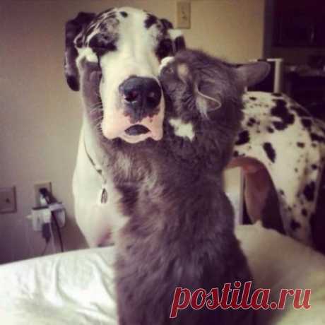 Умилительные фотографии дружбы собак и кошек