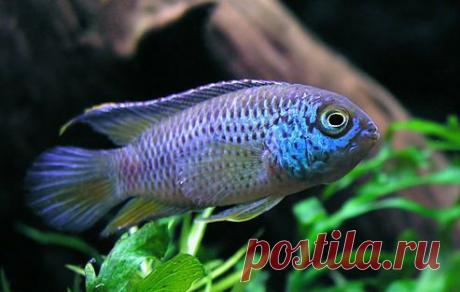 Наннакара аномала: фото, видео, содержание, разведение, купить