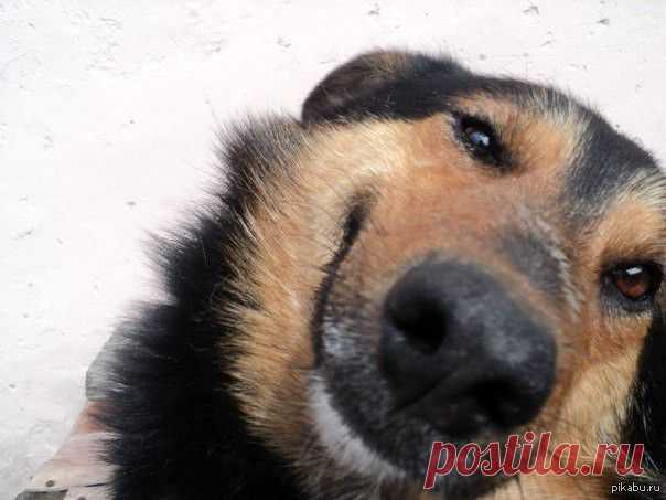 Как меня собака "развела". Дурят нашего брата, ох дурят... | Все о наших питомцах