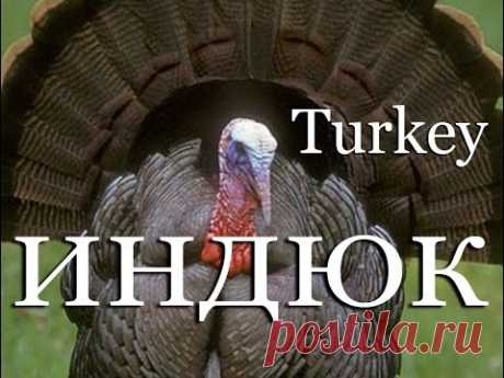 Индюк — Turkey - YouTube