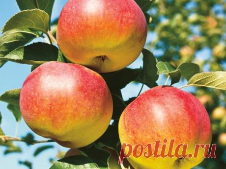 Гордость и новое слово в современной селекции — яблоня Яблочный спас

 Такие сорта как Яблочный спас отличаются наибольшим количеством сочных и красивых плодов.
Этот сорт отдает урожай ежегодно и обильно уже на второй год, даже при неблагоприятных погодных условиях. Яблоки крупные, средней массой 230 г, и созревают в августе. Они отличаются выдающимися вкусовыми характеристиками и текстурой, пригодной для различных способов использования. Дерево Яблочного спаса быстро плод...