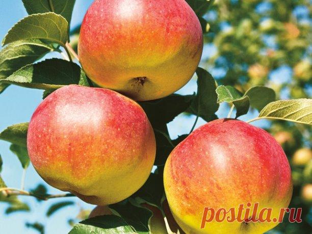Гордость и новое слово в современной селекции — яблоня Яблочный спас

 Такие сорта как Яблочный спас отличаются наибольшим количеством сочных и красивых плодов.
Этот сорт отдает урожай ежегодно и обильно уже на второй год, даже при неблагоприятных погодных условиях. Яблоки крупные, средней массой 230 г, и созревают в августе. Они отличаются выдающимися вкусовыми характеристиками и текстурой, пригодной для различных способов использования. Дерево Яблочного спаса быстро плод...
