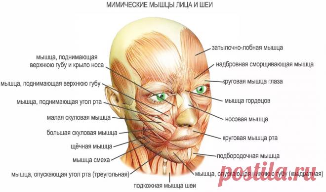 Схематичный рисунок мышц лица для массажа — Яндекс: нашлось 5 млн результатов