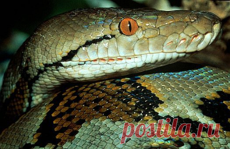 Reticulated python (Python reticulatus), Central Kalimantan, Indonesia.