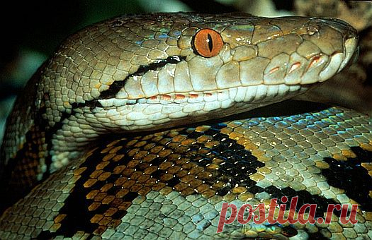Reticulated python (Python reticulatus), Central Kalimantan, Indonesia.