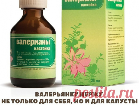 Капусту я не выращивала много лет. А все потому, что постоянно ее кто-то ел: то блошка дырок в листьях понаделает, то гусеницы ходы выгрызут, то слизни оставят на ней свои серебристые отвратительные следы. Не капуста, а какой-то бункер для вредителей.

Два года назад моя соседка по даче рассказала, что спасает свою капусту обычной валерьянкой! Поэтому она у нее как огородная барыня — раскапустится на грядках, одно удовольствие смотреть на нее. И точно, как это я раньше не ...