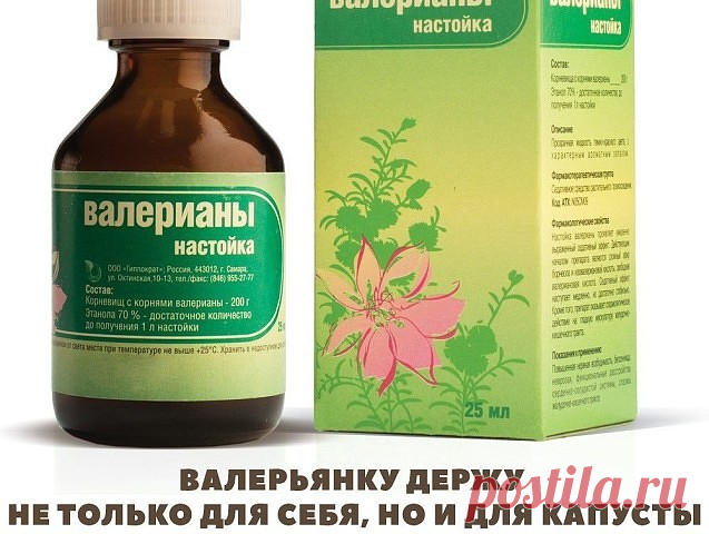 Капусту я не выращивала много лет. А все потому, что постоянно ее кто-то ел: то блошка дырок в листьях понаделает, то гусеницы ходы выгрызут, то слизни оставят на ней свои серебристые отвратительные следы. Не капуста, а какой-то бункер для вредителей.

Два года назад моя соседка по даче рассказала, что спасает свою капусту обычной валерьянкой! Поэтому она у нее как огородная барыня — раскапустится на грядках, одно удовольствие смотреть на нее. И точно, как это я раньше не ...