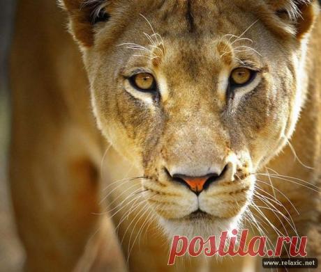 Наши соседи по планете (50 фото) | Релаксик