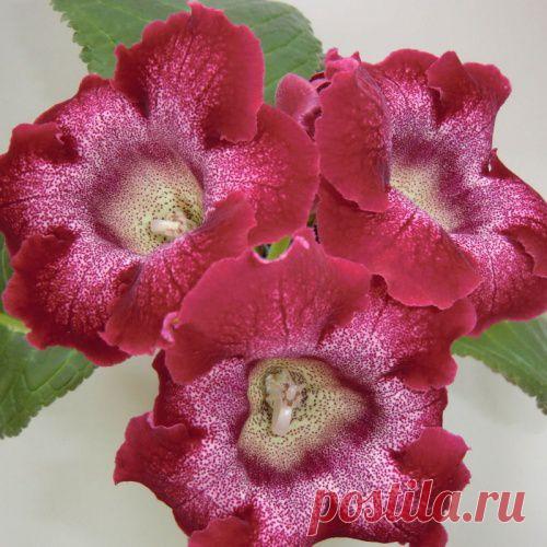 Глоксиния — чудесный граммофон