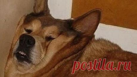 Необычная история произошла с одесситом, к которому каждый день стала приходить незнакомая собака.«Как-то ко мне во двор зашел старый усталый пёс. Судя по ошейнику и откормленному пузу, у него был дом и о нем хорошо заботились. Пес спокойно приблизился ко мне, и я потрепал его по загривку. Он засеменил за мной и вошел в дом. Медленно пересек прихожую, свернулся калачиком в углу гостиной и уснул. Через час он встал и подошел к двери. Я выпустил его. На следующий день ....