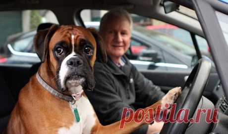 За рулем: 5 признаков того, что Вы рискуете жизнью своей собаки.