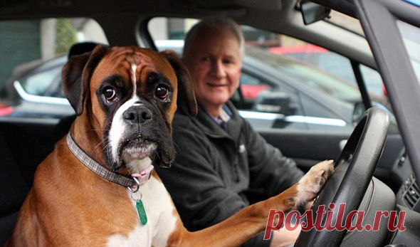 За рулем: 5 признаков того, что Вы рискуете жизнью своей собаки.