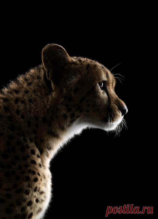 Man Who Loves His Kitten