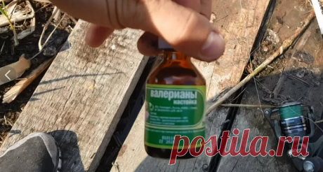 3 аромата из аптечки для рыбалки. Главное - чтобы жена не увидела | Рыбалка. Советы и размышления | Яндекс Дзен