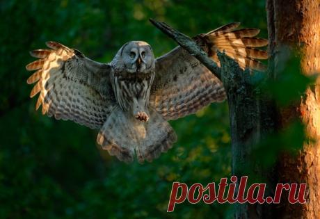 Шикарный кадр распахнувшей крылья на подлёте к месту отдыха бородатой неясыти от Игоря Шилохвоста (nat-geo.ru/community/user/221277/).