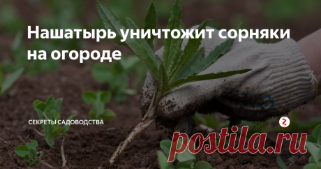 Нашатырь уничтожит сорняки на огороде Ну кому из нас не знакома проблема сорняков, растущих, где ни попадя? Они заполоняют дорожки и промежутки между грядками, а также завоёвывают пространство вокруг дачи или во дворе дома. Конечно, Вы можете воспользоваться магазинными гербицидами. Но это ядрёная смесь, применять которую лично я рискую только на кладбище. А рядом с посадками, кустами ягод и, главное, своим жилищем — ни-ни!
Сорняки на
