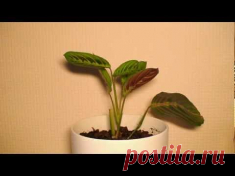 Маранта. Из жизни домашних растений. - YouTube