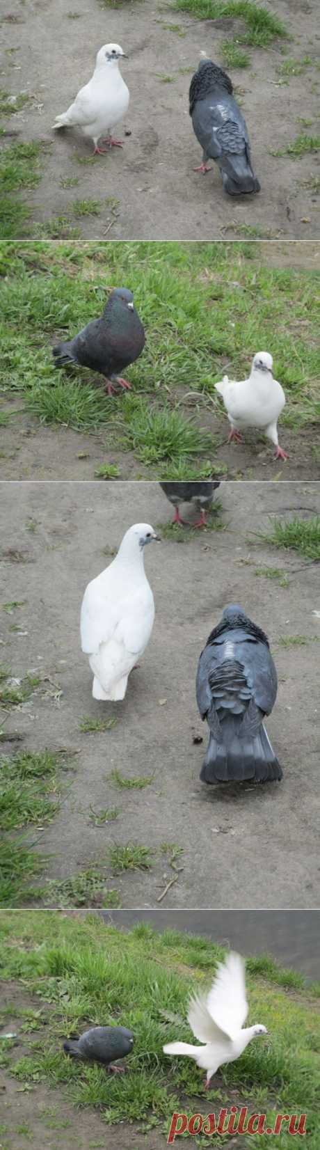 Грошики фантазий: Ускользание голубки.