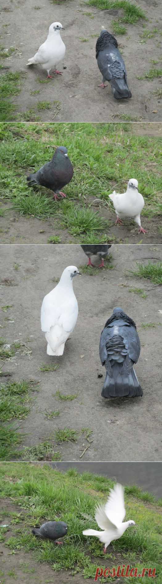 Грошики фантазий: Ускользание голубки.