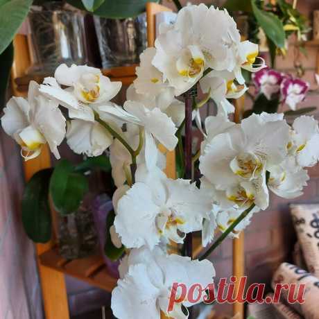 5 простых причин, почему не цветут ваши орхидеи и плохо выглядят