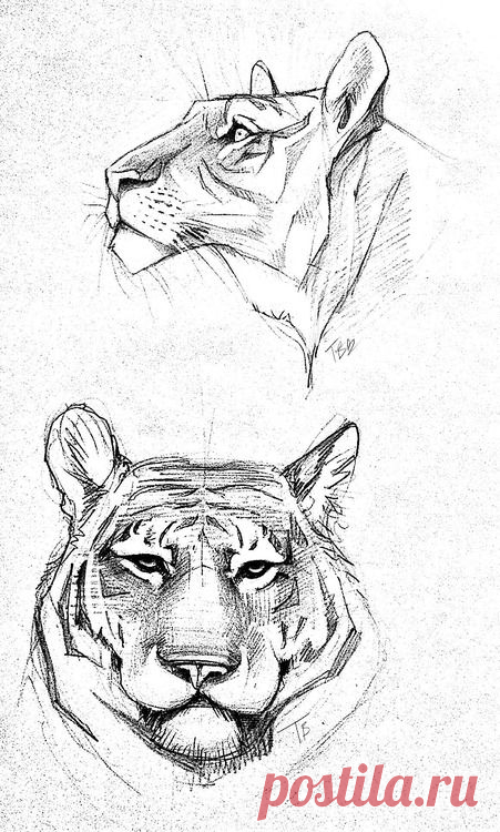 Кошачие