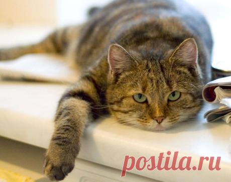 В каком возрасте котики стареют? (как подсчитать) » Женский Мир