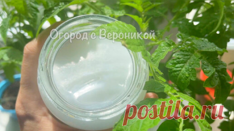 Пара ложек на литр воды и моя рассада растет крепкая, низенькая, коренастая и урожайная. Делюсь своим методом | Огород с Вероникой | Дзен