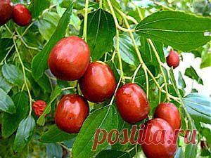 УНАБИ, зизифус, китайский финик, ююба (Ziryphus jujube) - кустарник. Устойчив к низким температурам (-30 °С), засухе.  Содержание витамина С - 800 мг %, что в три раза больше, чем в чёрной смородине, витамина Р - (260 -1000 мг %).Препараты из  унаби обладают противовоспалительным, антимикробным, анестезирующим, противокашлевым,мочегонным,антисклеротическим и гипотензивным действием.Плоды унаби помогают при лечении  печени,почек,туберкулёза, сахарного диабета. Есть семена и саженцы.