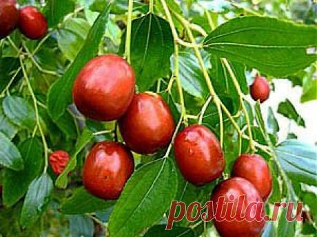 УНАБИ, зизифус, китайский финик, ююба (Ziryphus jujube) - кустарник. Устойчив к низким температурам (-30 °С), засухе.  Содержание витамина С - 800 мг %, что в три раза больше, чем в чёрной смородине, витамина Р - (260 -1000 мг %).Препараты из  унаби обладают противовоспалительным, антимикробным, анестезирующим, противокашлевым,мочегонным,антисклеротическим и гипотензивным действием.Плоды унаби помогают при лечении  печени,почек,туберкулёза, сахарного диабета. Есть семена и саженцы.