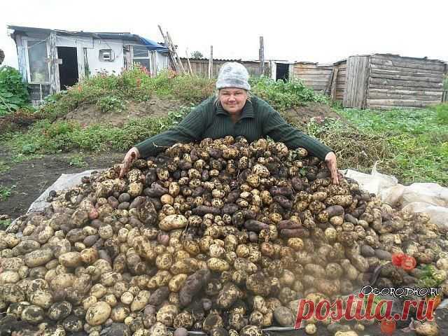 Хотите урожай картофеля в 1,5 раза больше обычного? ЧЕСНОЧНАЯ БОЛТУШКА ВАМ В ПОМОЩЬ | 6 соток