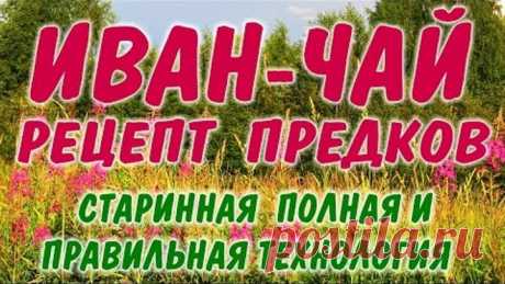 Иван-чай - защитник от 100 болезней!
