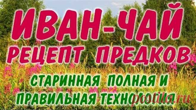 Иван-чай - защитник от 100 болезней!