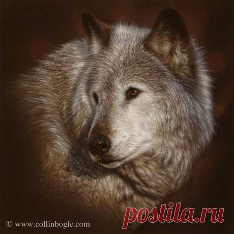 The Last Look - Wolf Portrait, Hand Signed Wolf Art Print by Collin Bogle – Collin Bogle Nature Art