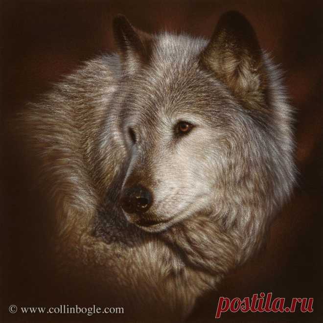 The Last Look - Wolf Portrait, Hand Signed Wolf Art Print by Collin Bogle – Collin Bogle Nature Art