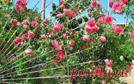 Правильная подготовка плетистых роз к зиме - залог обильного цветения | Наталья Кудрявцева | Яндекс Дзен