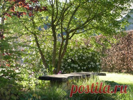 Если хочется посадить несколько деревьев, то компактные декоративные саженцы придут на помощь. Когда места совсем мало можно посадить их в большие горшки, но это только в условиях жесткой экономии площади, все-таки лучше садить деревья непосредственно в землю. Как вариант можно рассмотреть небольшую вишню, кизил, японский клен, березу, яблоко, грушу или сливу. Они не займут много пространства, но по сезону порадуют своими дарами.